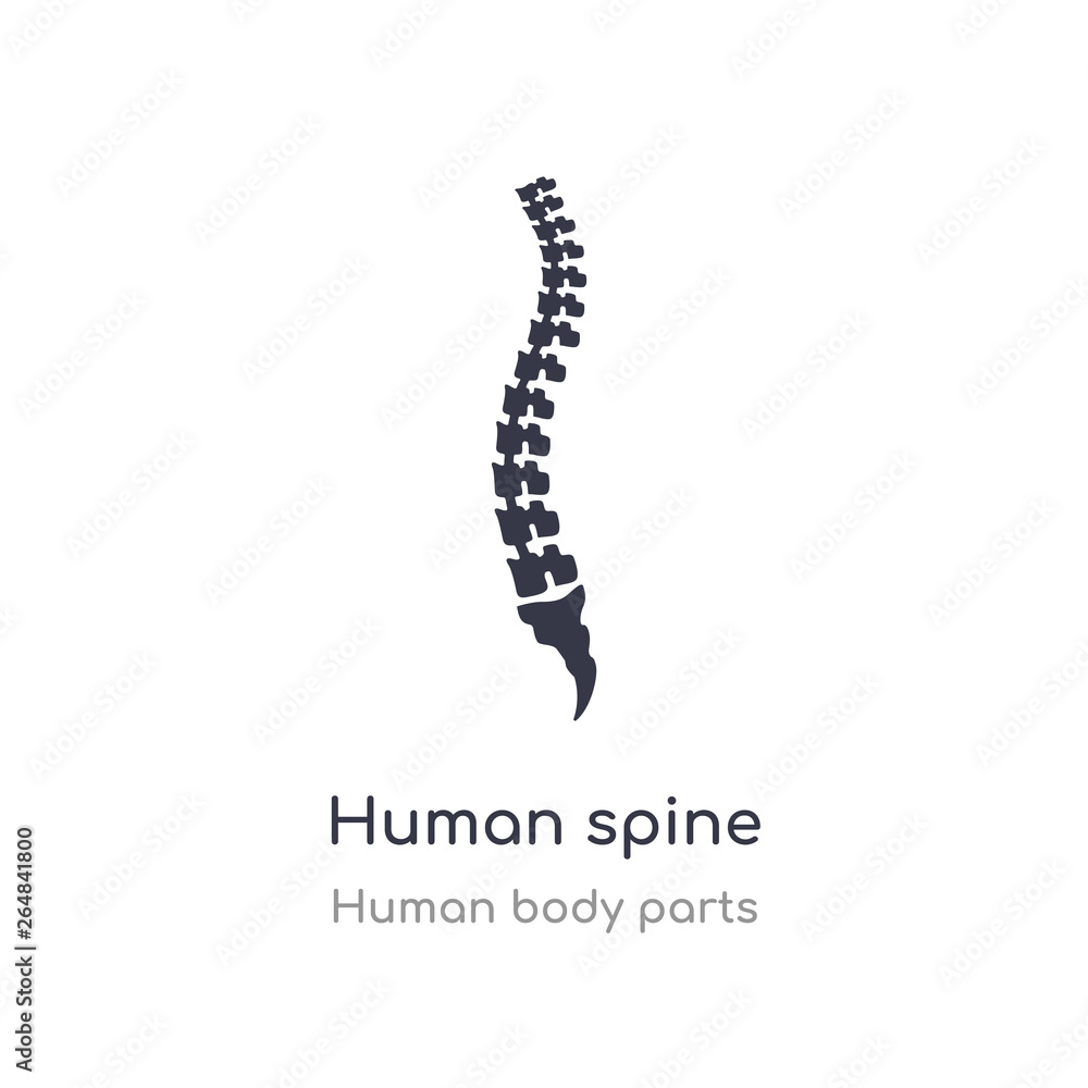 human spine outline icon. isolated line vector illustration from human body parts collection. editable thin stroke human spine icon on white background human spine outline icon. isolated line vector illustration from human body parts collection. editable thin stroke human spine icon on white background