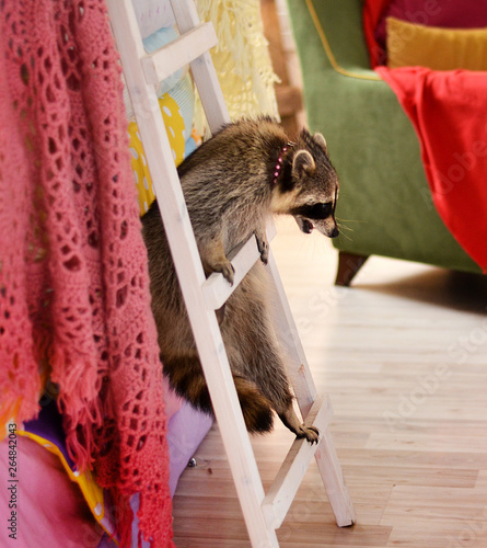 Raccoon house climbing on the ladder