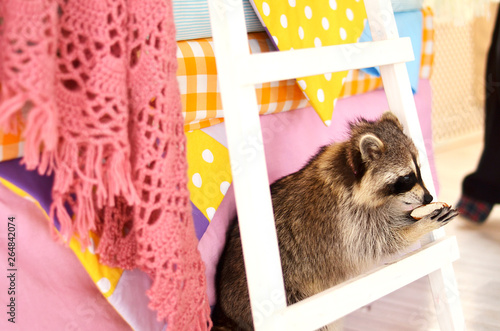 Manual raccoon in the apartment stands near the ladder