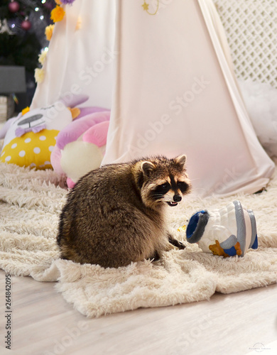 Raccoon home with a toy