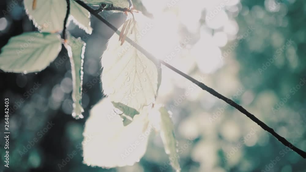 Blick nach oben im Wald