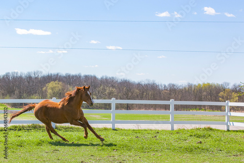 Foto A chestnut horse galloping along a white fence on a spring day.
