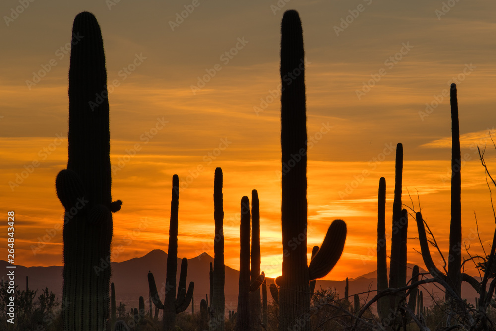 Saguaro and other cactus silhouettes dominate the Sonoran desert skyline at sunset