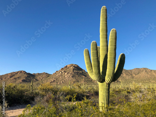 Leinwand Poster A large saguaro cactus dominates this arid Sonoran desert landscape
