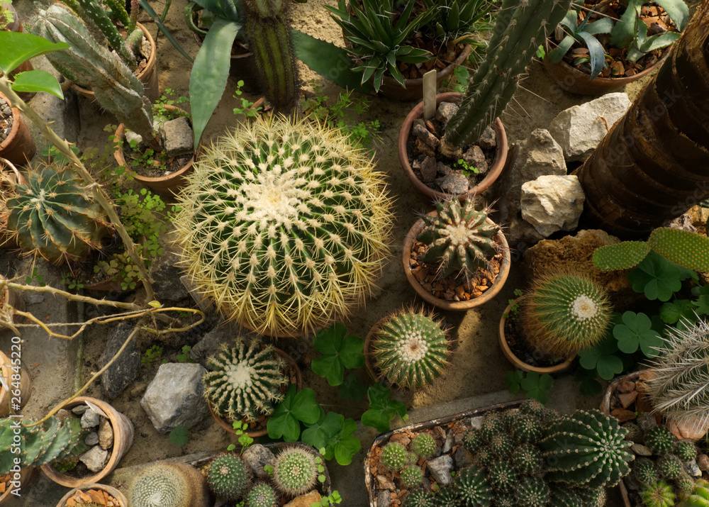 Overfrakke manifestation automatisk Cactus plants natural pattern. Cacti background. Cactus top view photo.  Group of cacti in Botanical garden. Stock Photo | Adobe Stock