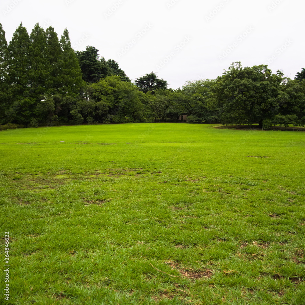 green lawn in park