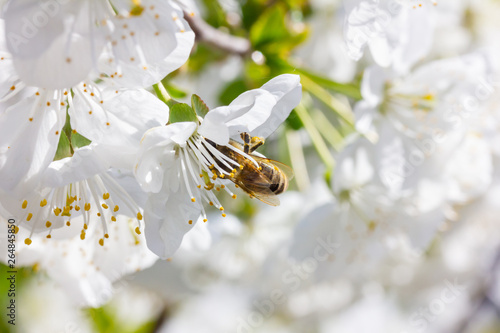 Fotografía eine Honigbiene sammelt an weiße Kirschblüten Honig