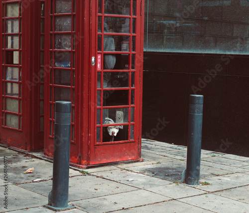 pies w budce telefonicznej w anglii