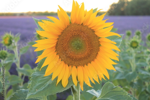 Sunflower