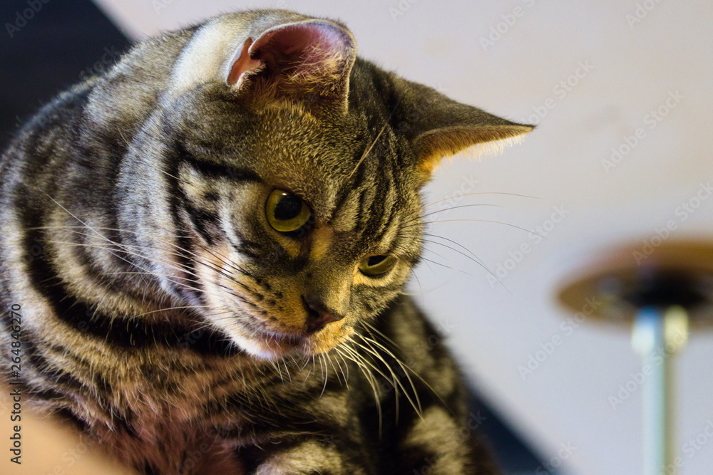 cat with eyes