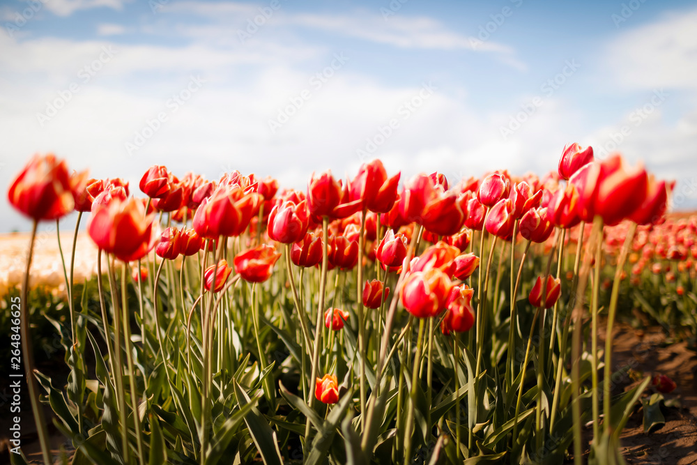 Fototapeta premium Tulpenfeld