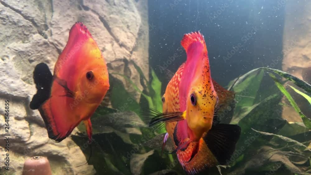Diskus Fiscke im Aquarium