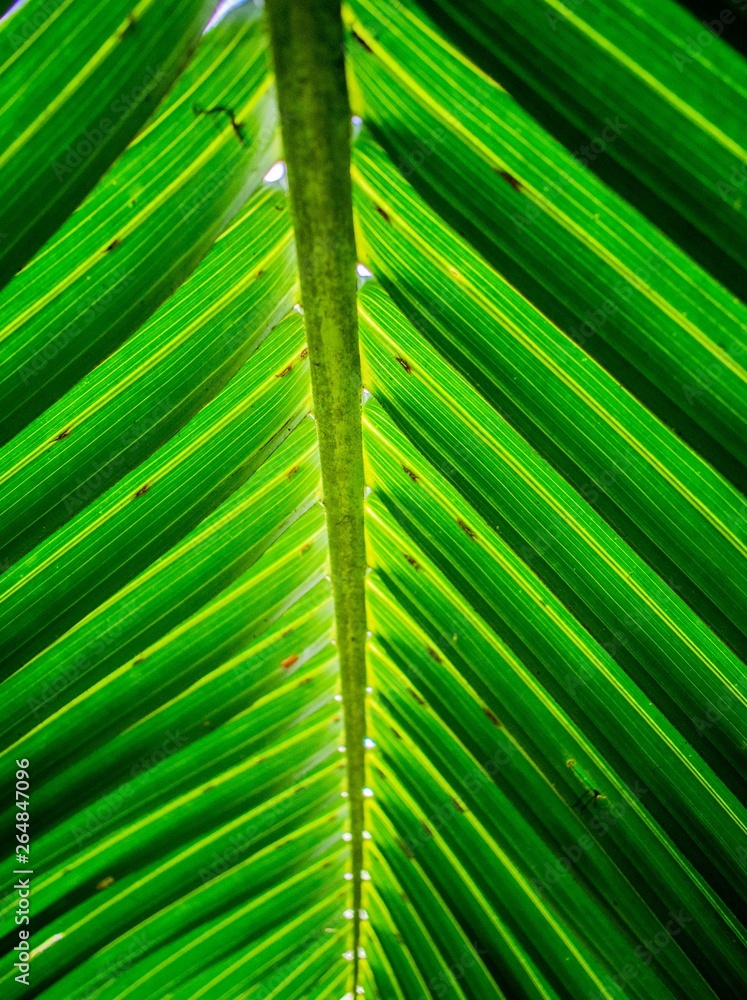 Palm Frond Close Up Underside View Palm Frond Close Up Underside View