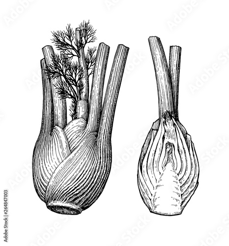Ink sketch of fennel bulbs