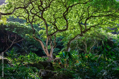 Monekey Pod Tree in Hawaii