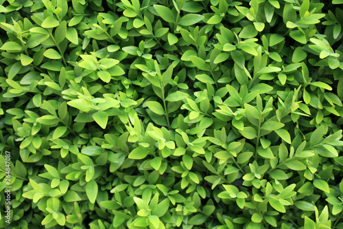 Wallpaper Mural Background wallpaper texture with green leaves. Torontodigital.ca