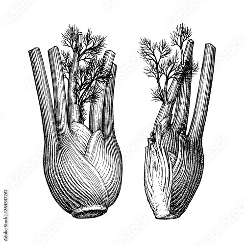 Ink sketch of fennel bulbs