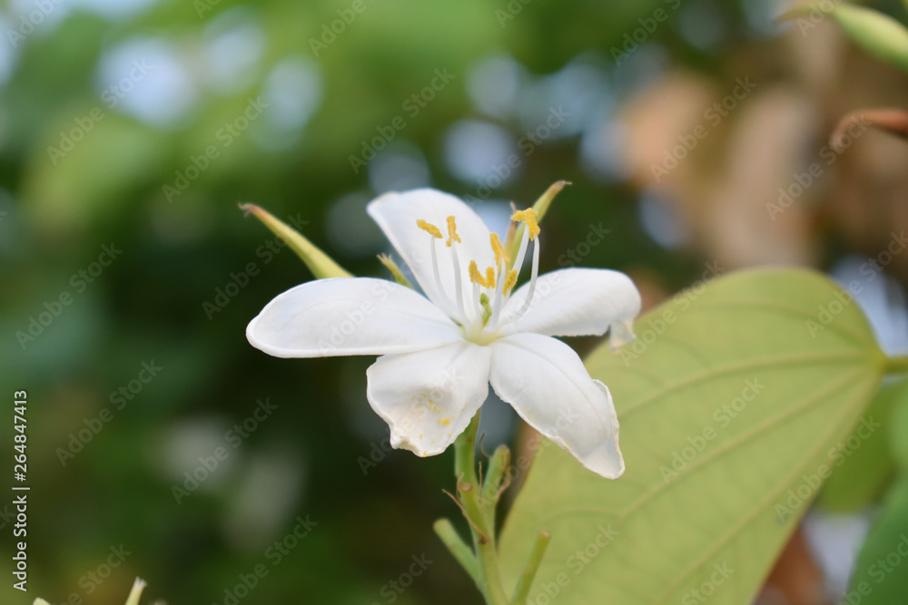 White Flower of Indian Summer White Flower of Indian Summer