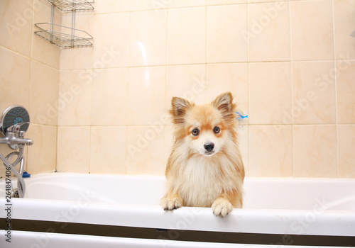 Dry Pomeranian dog in the bathroom. Spitz dog waiting to be washed. © Alexandr