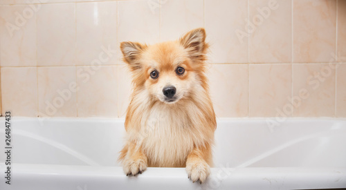 Dry Pomeranian dog in the bathroom. Spitz dog waiting to be washed. © Alexandr