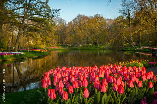 tulips in Dutch tulip garden Keukenhof in The Netherlands