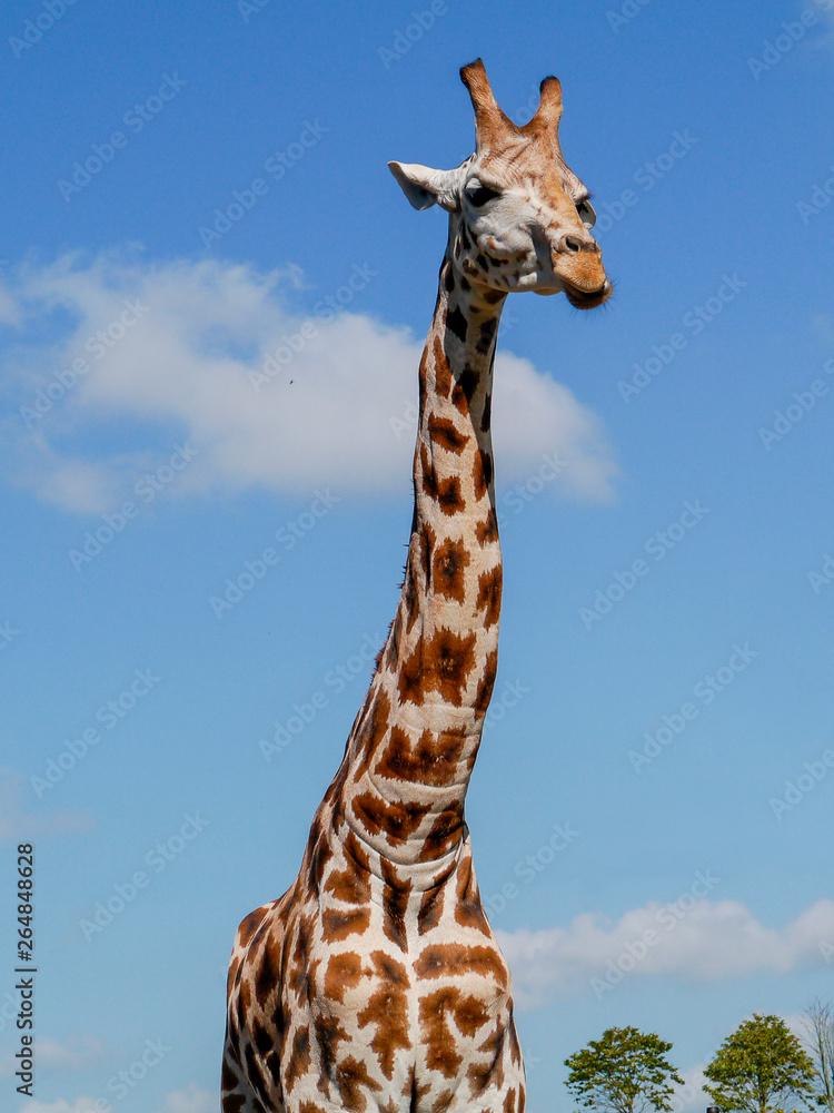 Fototapeta premium Giraffe against blue sky background.