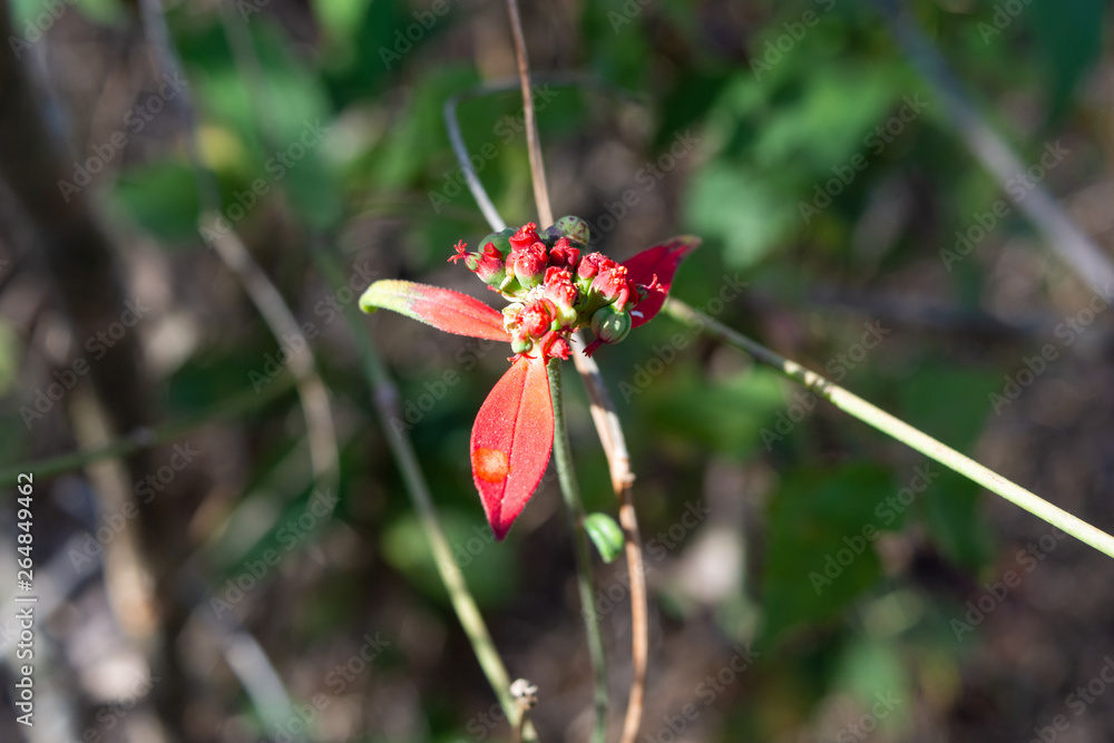 flores flores
