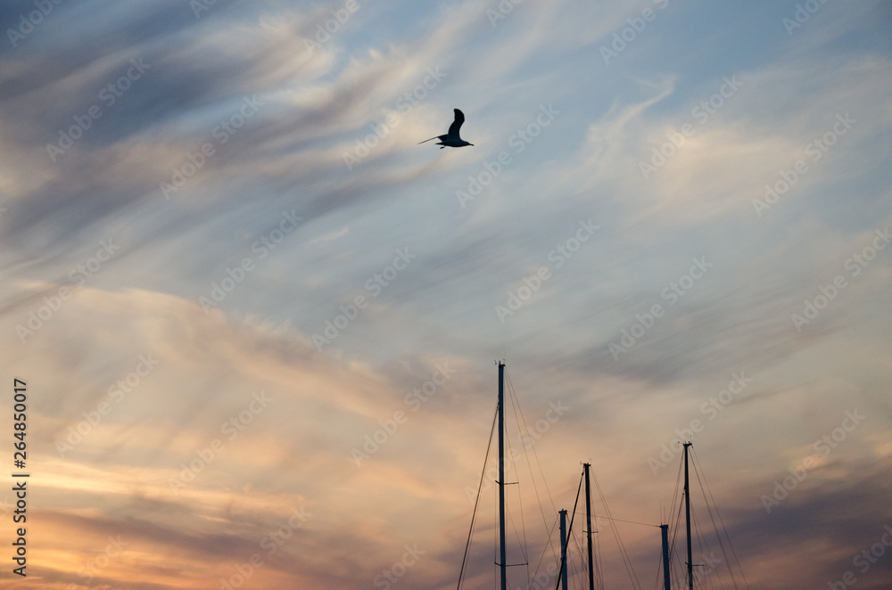 seagull flying over sail boats in marina seagull flying over sail boats in marina