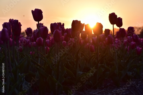 purple tulips field in sunset light in Lisse, Holland