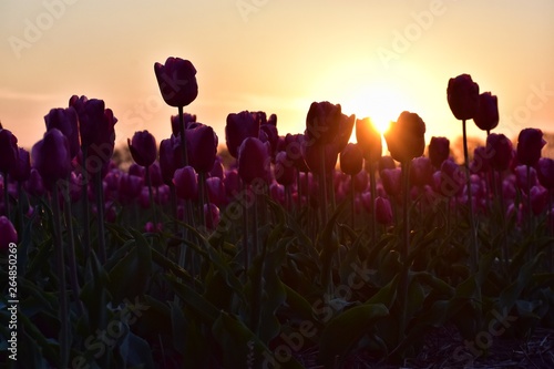 purple tulips field in sunset light in Lisse, Holland