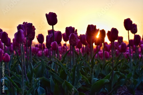 purple tulips field in sunset light in Lisse, Holland
