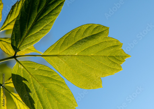 Green leafts on blue background photo