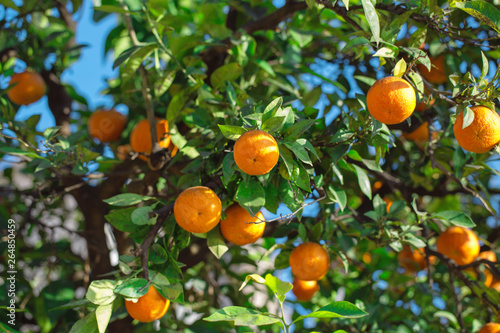 Juicy tangerines on a tree branch