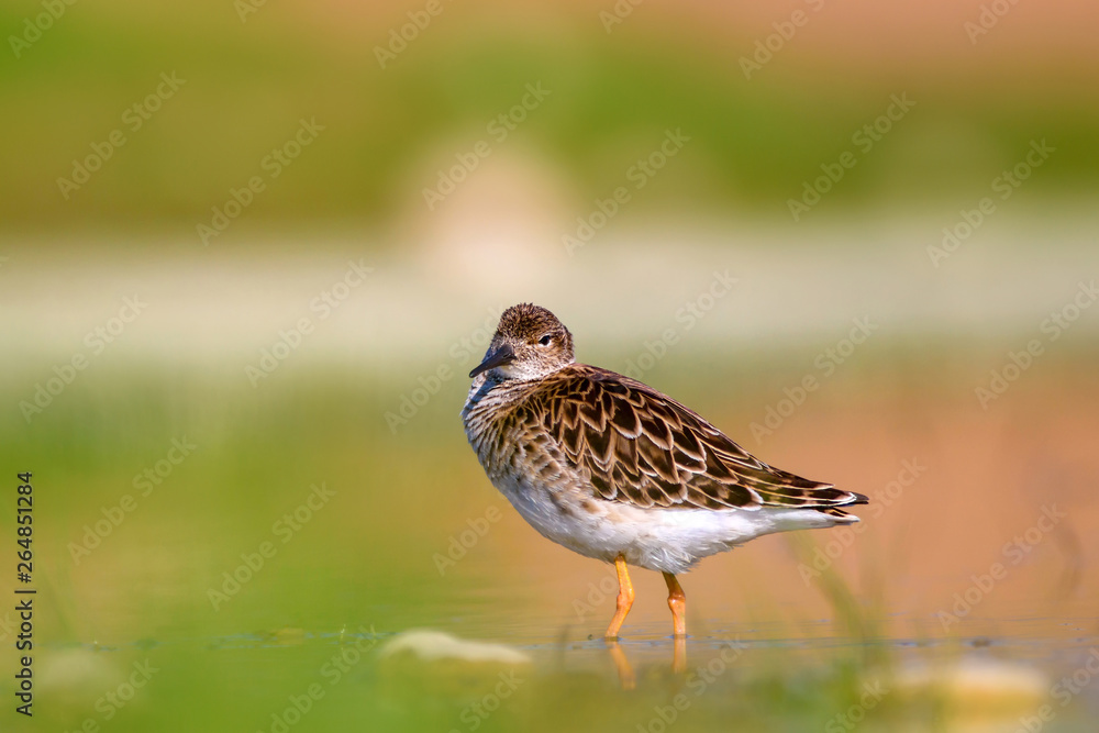 Cute water bird in nature. Colorful nature background. Common water bird: Ruff. Philomachus pugnax. Cute water bird in nature. Colorful nature background. Common water bird: Ruff. Philomachus pugnax.