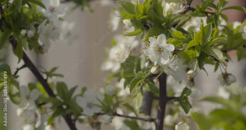 Close up for white apple flower buds on a branch. Blooming snow-white apple trees in spring. Close up for white apple flower buds on a branch. Blooming snow-white apple trees in spring.