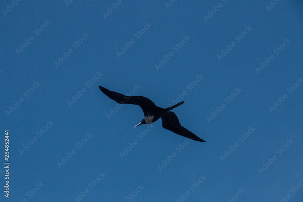 seagull seagull