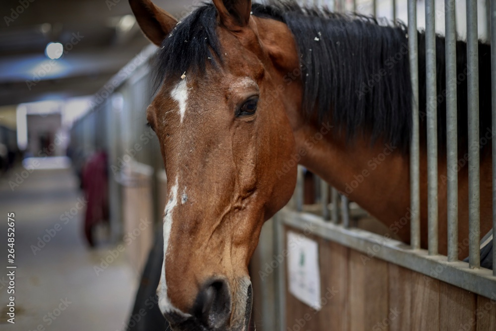 Medium shot of brown horse in his stable Medium shot of brown horse in his stable