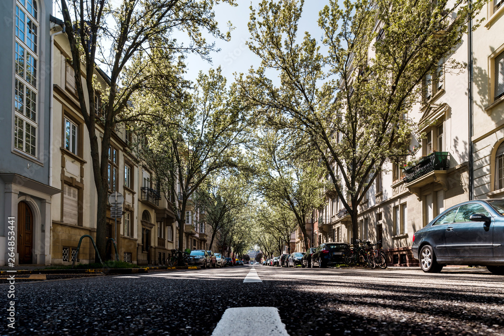 Obraz premium City street with flowering white cherry trees, Strasbourg