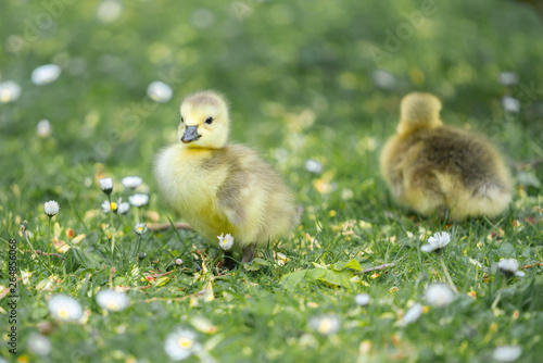 yellow duckling on the grass © Mariia
