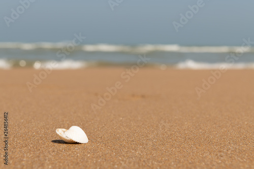 Muscheln am Strand mit Meer im Hintergrund.