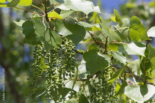 Leaves and fruits of a Canadian poplar (Populus x canadensis)