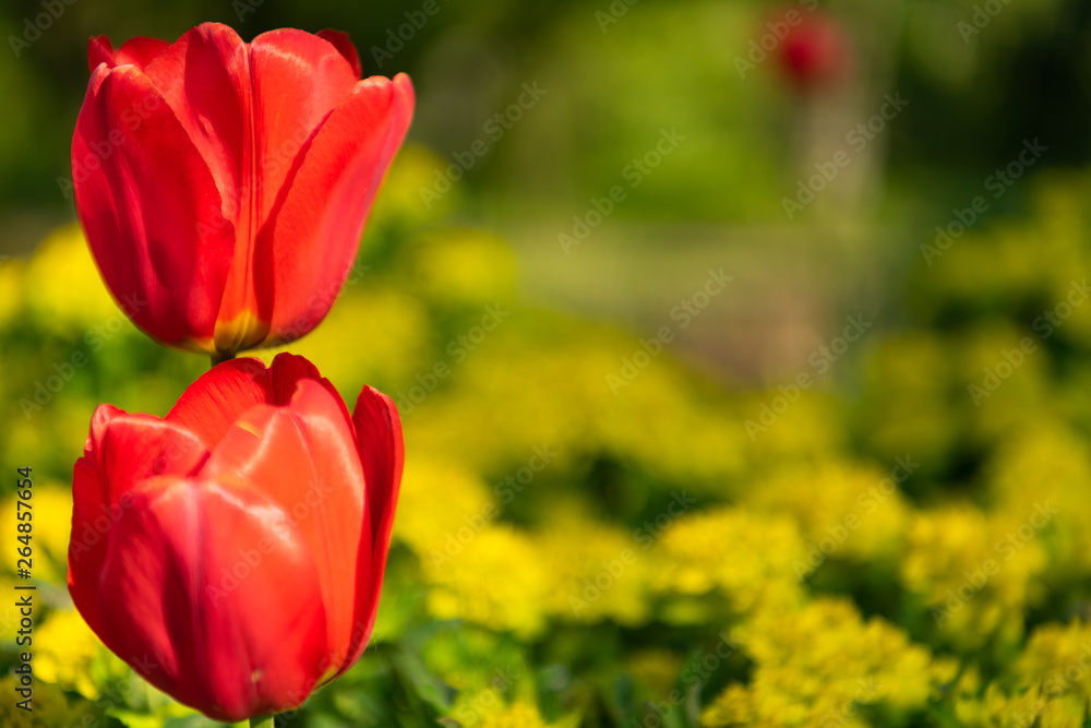 Zwei rote Tulpenkelche übereinander auf einer gelben Wiese im Frühling