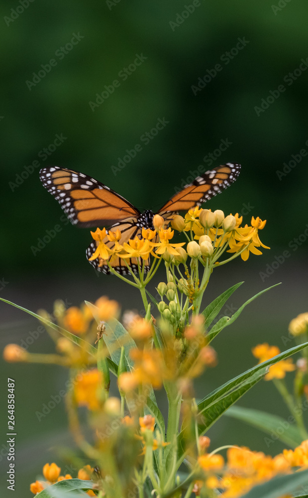 Monarch Butterfly with Yellow Flowers