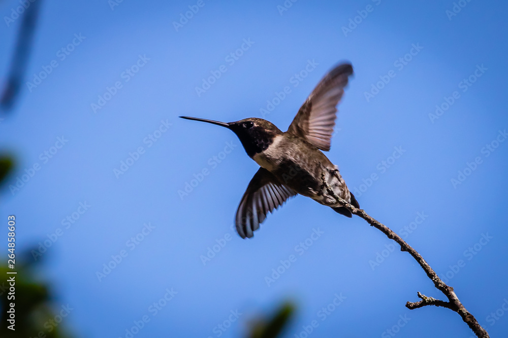 Fototapeta premium hummingbird in flight