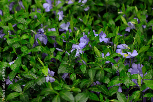 flower, nature, plant, green, flowers, purple, spring, garden, summer, violet, leaf, blue, pink, flora, periwinkle, grass, blossom, beauty, bloom, leaves, floral, beautiful, petal, plants, blooming