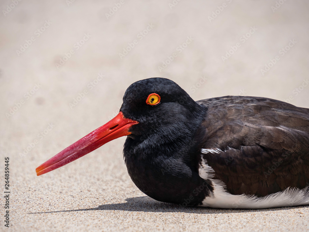 Beautiful close up of an oystercatcher bird