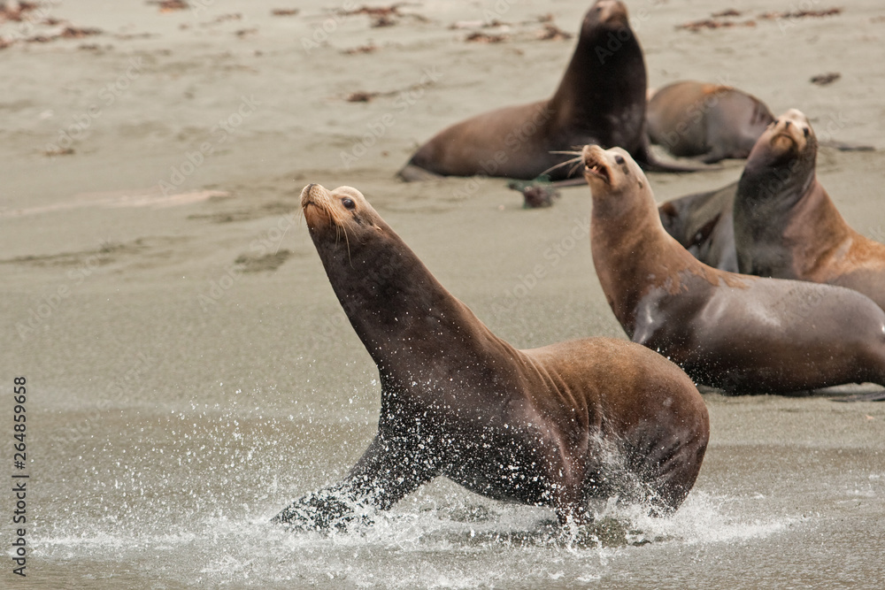 Naklejka premium California sea lion, zalophus californianus, Mexico, seal, Espritu Santo national park