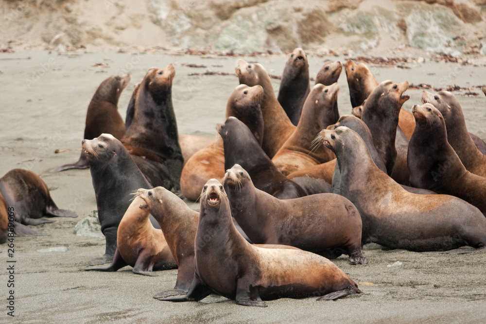 California sea lion, zalophus californianus, Mexico, seal, Espritu Santo national park California sea lion, zalophus californianus, Mexico, seal, Espritu Santo national park