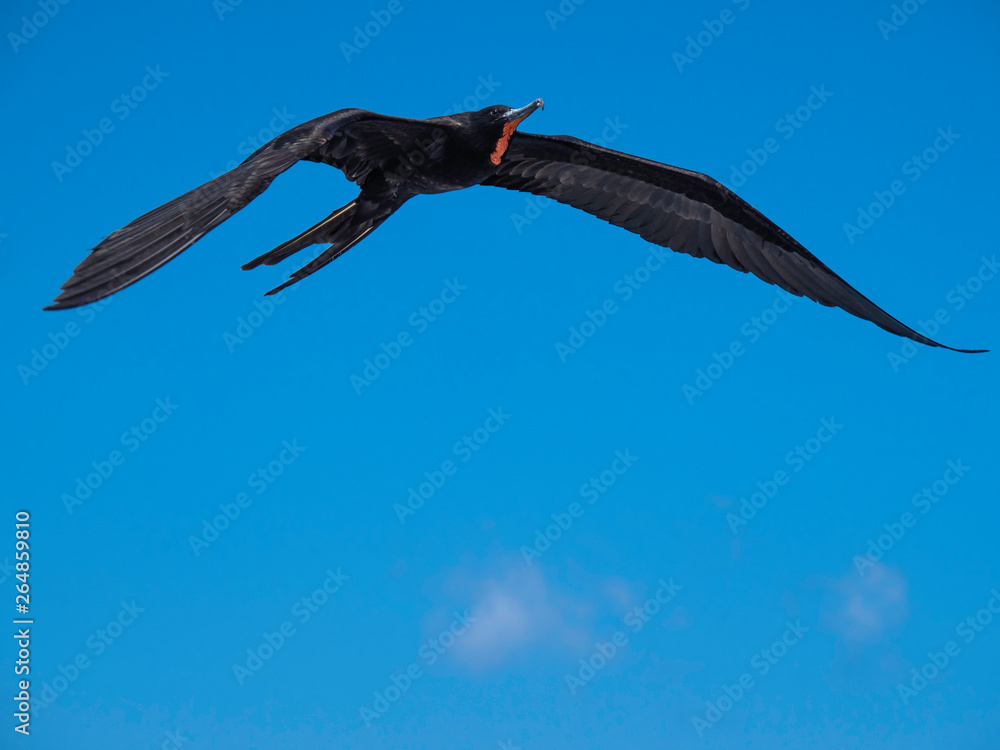 Magnificent male frigatebird soaring through the blue sky near Galapagos Islands, Ecuador