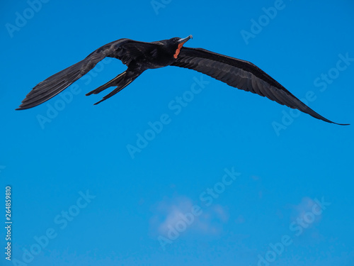 Obraz na płótnie Magnificent male frigatebird soaring through the blue sky near Galapagos Islands, Ecuador w salonie